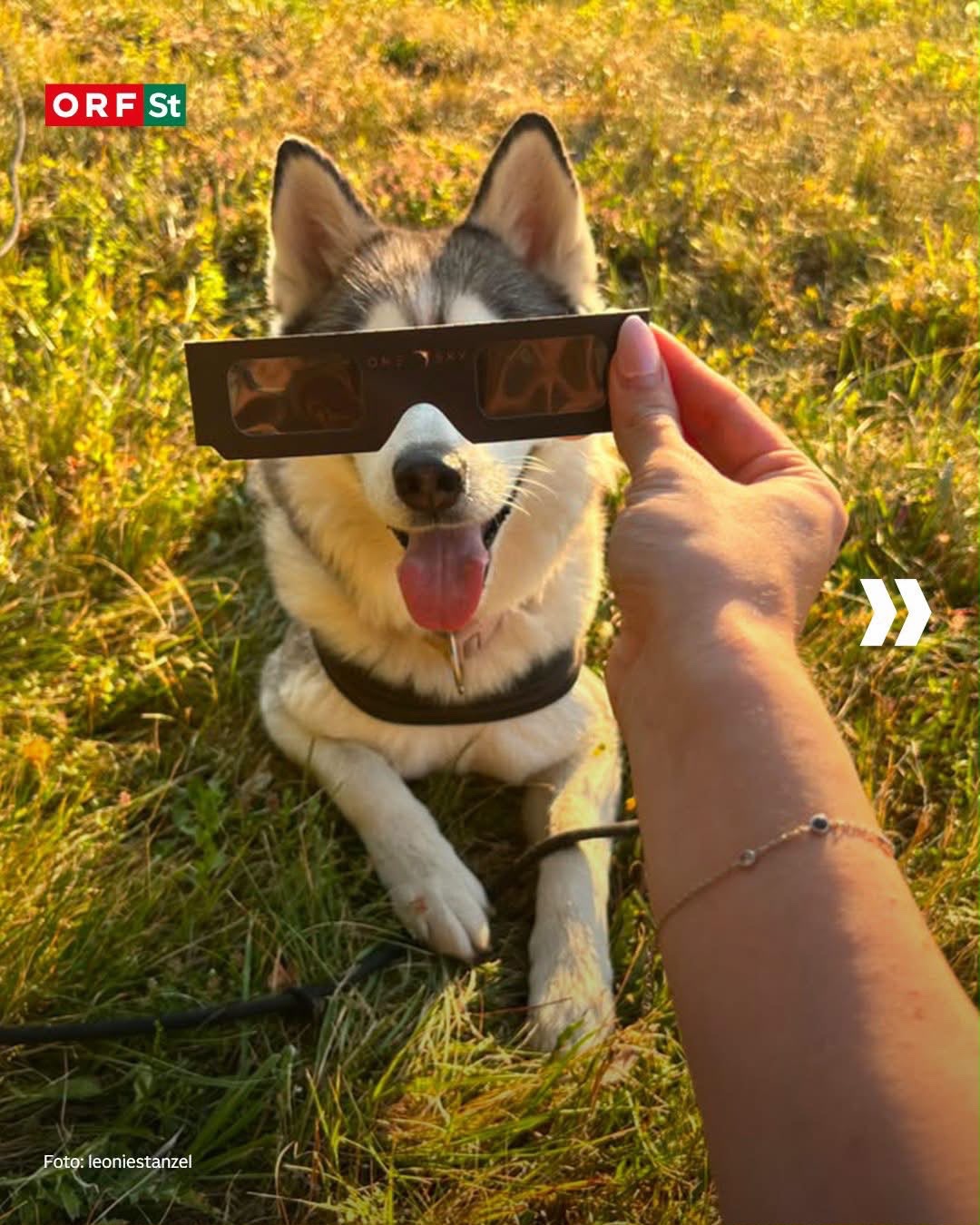 ORF-Steiermark-Kampagnenmotiv: Ein Hund mit einer davor gehaltenen ONE SKY Sonnenfinsternisbrille. Foto: leoniestanzel.